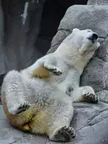Eine relaxte Eisb�rin im Zoo Aalborg. (Juni 2018)