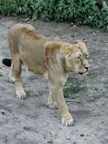 Eine Asiatische L�win durchstreift ihr Gehege. (Zoo Aalborg, Juni 2018)