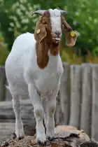 Eine  freche  afrikanische H�ngeohrziege Anfang Juni 2018 im Zoo Aalborg.