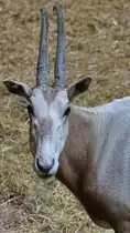 Portrait einer S�belantilope. (Zoo Aalborg, Juni 2018)