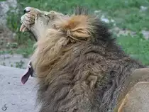 Ein g�hnender Asiatischer L�we Anfang Juni 2018 im Zoo Aalborg.