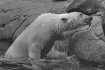 Ein Eisb�r hat einen kleinen Snack ergattert. (Zoo Aalborg, Juni 2018)