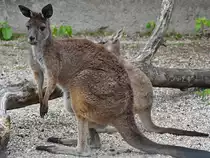 Ein Schwarzgesichtsk�nguru mit Nachwuchs Anfang Juni 2018 im Zoo Aalborg.