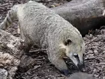 Ein Roter Nasenb�r Anfang Juni 2018 im Zoo Aalborg.