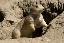 Praeriehund, 02.06.2008 Berlin

