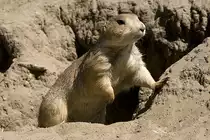 Praeriehund, 02.06.2008 Berlin

