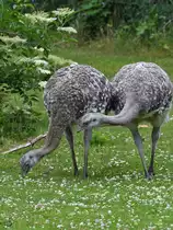 Grasende Nandu´s Anfang Juni 2018 im Zoo Aalborg.