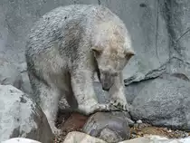 Ein junger Eisb�r im Zoo Aalborg. (Juni 2018)