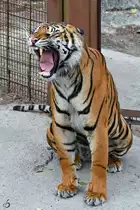 Ein g�hnender Sumatratiger Anfang Juni 2018 im Zoo Aalborg.