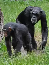 Zwei Schimpansen durchstreifen ihr Revier. (Zoo Aalborg, Juni 2018)