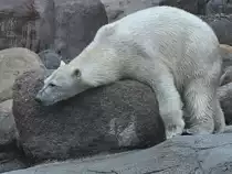 Ein total relaxter Eisb�r im Zoo Aalborg. (Juni 2018)