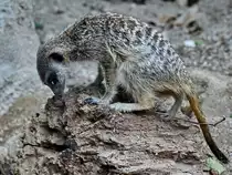 Ein neugieriges Erdm�nnchen Anfang Juni 2018 im Zoo Aalborg.