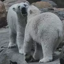Leichte Unstimmigkeiten bei den Eisb�ren. (Zoo Aalborg, Juni 2018)