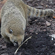 Ein Roter Nasenbr Anfang Juni 2018 im Zoo Aalborg.