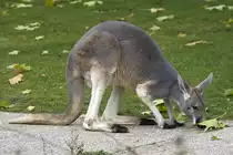 Rotes Riesenk�nguru, 02.11.2008 Heidelberg