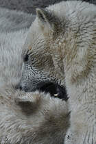 Ein bisschen Eisbrenverbiss Anfang Juni 2018 im Zoo Aalborg.