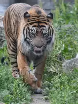 Ein Sumatratiger schlendert durch sein Reich. (Zoo Aalborg, Juni 2018)
