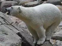 Ein junger Eisb�r im Zoo Aalborg. (Juni 2018)