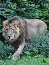 Ein Asiatischer L�we durchstreift Anfang Juni 2018 sein Revier im Zoo Aalborg.