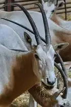 Eine S�belantilope im Zoo Aalborg. (Juni 2018)