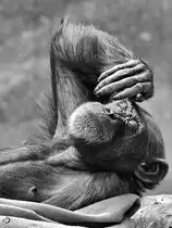 Ein relaxter Schimpanse Anfang Juni 2018 im Zoo Aalborg.