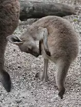 Ein junges Schwarzgesichtsk�nguru Anfang Juni 2018 im Zoo Aalborg.