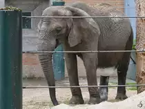 Ein Afrikanischer Steppenelefant Anfang Juni 2018 im Zoo Aalborg.