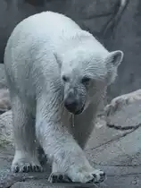 Ein sabbernder Eisb�r im Zoo Aalborg. (Juni 2018)