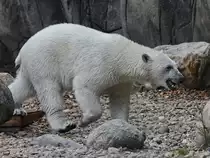 Ein Eisb�r schlendert durch sein Reich. (Zoo Aalborg, Juni 2018)