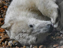 Ein Eisbr bei der Pfotenpflege. (Zoo Aalborg, Juni 2018)