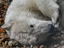 Ein Eisb�r bei der Pfotenpflege. (Zoo Aalborg, Juni 2018)