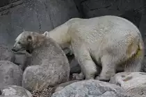 Schmutziger Eisb�rennachwuchs mit Mama im Zoo Aalborg. (Juni 2018)