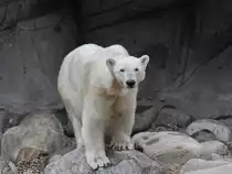Eine Eisb�rin im Zoo Aalborg. (Juni 2018)