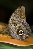 Brassolidae, Caligo eurilochus, 05.05.2007 Hunawihr, Frankreich 
