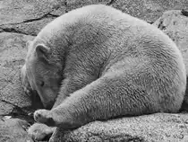 Ein junger Eisb�r im Zoo Aalborg. (Juni 2018)