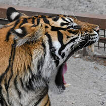 Ein ghnender Sumatratiger im Zoo Aalborg. (Juni 2018)