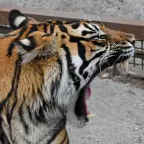 Ein g�hnender Sumatratiger im Zoo Aalborg. (Juni 2018)