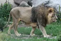 Ein Asiatischer L�we durchstreift Anfang Juni 2018 sein Revier im Zoo Aalborg.