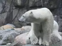 Eine Eisb�rin durchstreift Anfang Juni 2018 ihr Revier im Zoo Aalborg.