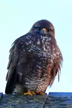 M�usebussard, Stuttgart 07.11.2018