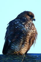 Musebussard, Stuttgart 07.11.2018