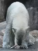 Ein Eisb�r mit Fischsnack im Zoo Aalborg. (Juni 2018)