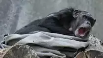 Ein müder Schimpanse Anfang Juni 2018 im Zoo Aalborg.