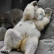 Dusche notwendig? Eine Eisb�rin macht die Duftprobe. (Zoo Aalborg, Juni 2018)