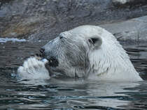 Ein Eisbr mit Fischsnack im Zoo Aalborg. (Juni 2018)