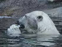 Ein Eisb�r mit Fischsnack im Zoo Aalborg. (Juni 2018)