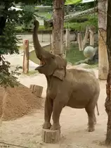 Ein asiatischer Elefant in Aktion im Karlsruher Zoo am 22.06.2018
Das Bild konnte ich von der Fu�g�ngerbr�cke aus machen, welche �ber den Zoo geht.