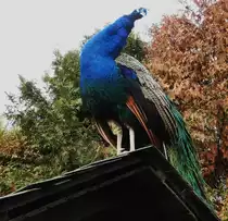 EIN PFAU AUF DEM DACH IN NIEDERFISCHBACH/SIEGERLAND
Dieser  blaubl�tige  Edelfasan,einer von 7,die im TIERPARK NIEDERFISCHBACH/SIEGERLAND frei herumlaufen,
verschaffte sich am 25.11.2018 vom Dach einer Holzh�tte einen bessseren �berblick �ber
Bewohner und Besucher....