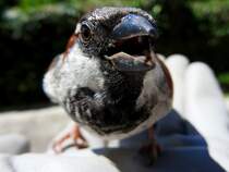 Sperling(Passeridae), oder  lieber der Spatz in der Hand als die Taube auf dem Dach ; 
der Kleine brauchte nach einem Flug gegen eine Glasscheibe ein wenig Starthilfe! 180703