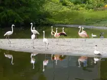 Im H�henpark Stuttgart-Killesberg lebt eine Gruppe verschiedener Arten von Flamingos. Das Bild ist vom 17.06.2018
